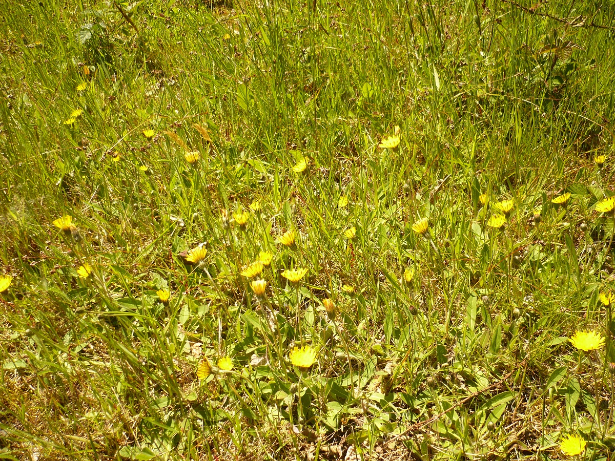 Pilosella officinarum (Asteraceae)
